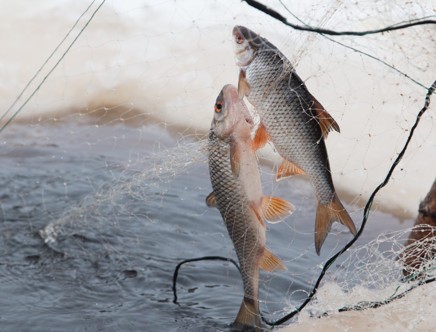How FinerFin Goes About Providing You With Sustainably Caught Tuna Fish